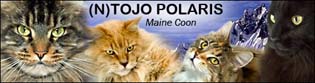 Link til Tojo Polaris Maine Coon