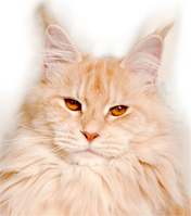 Spellbounds Because female maine coon