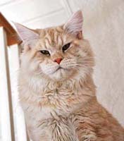 Maine Coon male, White Rocks Fire and Ica