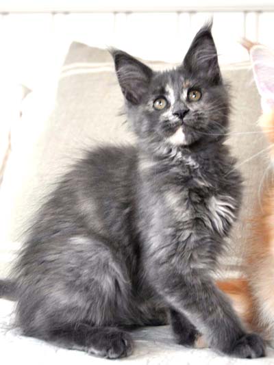 Maine Coon kitten, Spellbound's Jozette-bluetortie