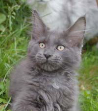 Blue maine coon