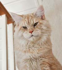 Maine Coon redsilver