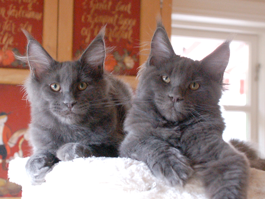 Maine Coon brothers, Spellbounds Quicksilver and Spellbounds Quanta Costa