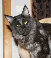 Maine Coon male, Spellbound's Rock'n Roll