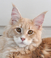 Maine Coon female, Spellbound's When You Wish upon a Star