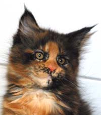 Maine Coon Colors and Patterns: A Guide to the Different Coat Varieties
